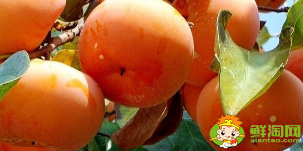 柿子的产地有哪些地方,柿子产地主要在哪个省