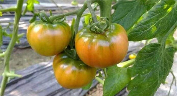 铁皮西红柿的特点,铁皮柿子营养成分