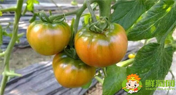 铁皮西红柿的特点,铁皮柿子营养成分