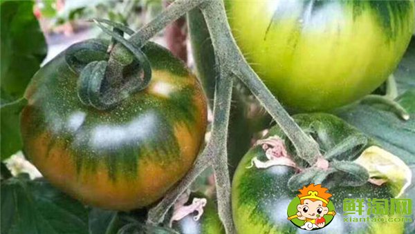 铁皮西红柿的特点,铁皮柿子营养成分