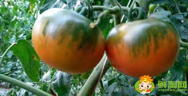 正宗铁皮柿子产地是哪里,丹东铁皮柿子什么时候上市