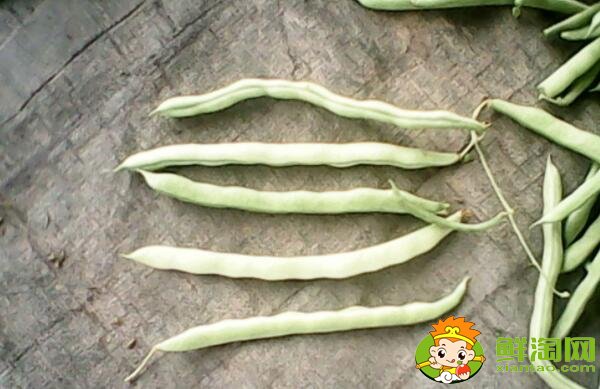 白色的豆角叫什么,白不老豆角有毒吗