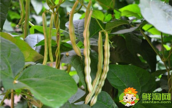 白色的豆角叫什么,白不老豆角有毒吗