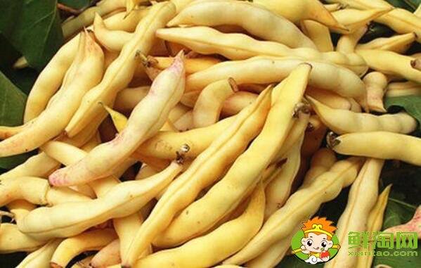 东北黄金钩豆角为何贵,东北最好的油豆角种子