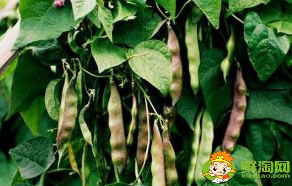 各种豆角图片和名称,适合北方种的各种豆角图片