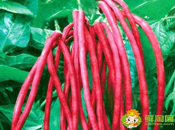 各种豆角图片和名称,适合北方种的各种豆角图片