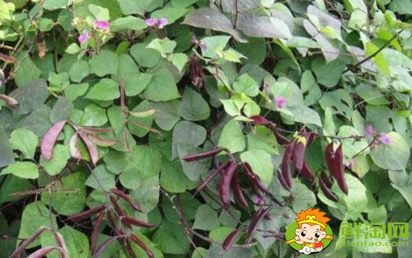 各种豆角图片和名称,适合北方种的各种豆角图片