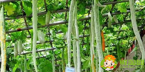 如何判断蛇豆成熟,蛇形豆角的营养价值