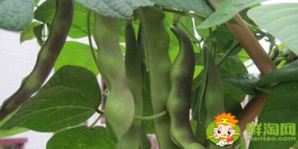 油豆角怎么挑选,油豆角怎么处理