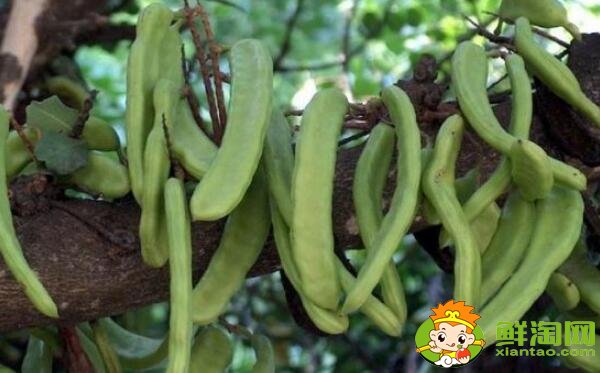 什么是刀豆,刀豆就是豆角吗