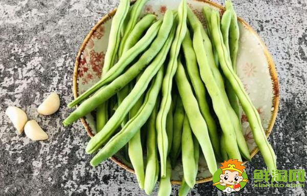 芸豆长什么样,芸豆品种图片大全