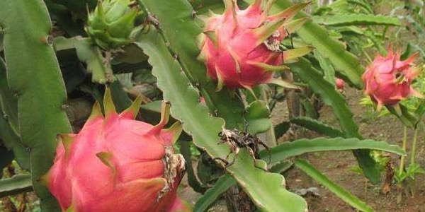 红色的火龙果和白色的哪个去火,火龙果去火效果最快的方法