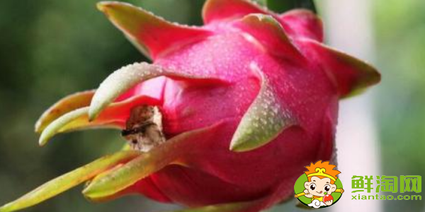 火龙果吃多了会怎样,火龙果吃多了怎么解决