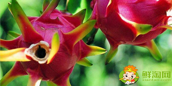 火龙果树上的须是什么,火龙果树是不是仙人掌