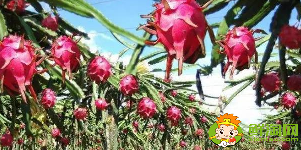 火龙果越红越好吗,火龙果会不会越放越甜