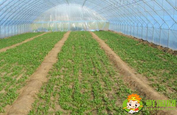 种菠菜要整地吗,大棚种菠菜什么品种好
