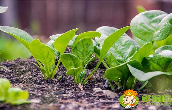 种菠菜要整地吗,大棚种菠菜什么品种好
