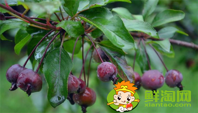 北美海棠的果实可以吃吗,紫色果实的北美海棠是哪个品种