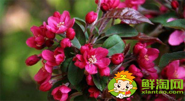 北美海棠的果实可以吃吗,紫色果实的北美海棠是哪个品种