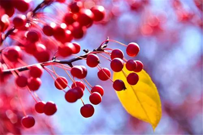 北美海棠果实可以食用吗,北美海棠的果实有多大