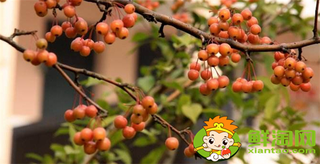 垂丝海棠果实能泡酒喝吗,垂丝海棠果实几月份成熟