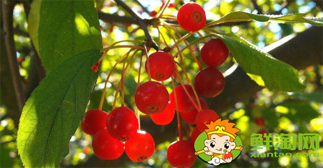 垂丝海棠果实能泡酒喝吗,垂丝海棠果实几月份成熟