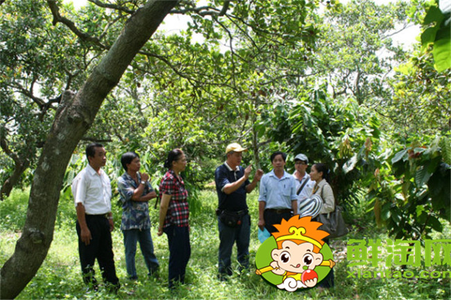 越南腰果产地在哪里,腰果主要产地在越南那里