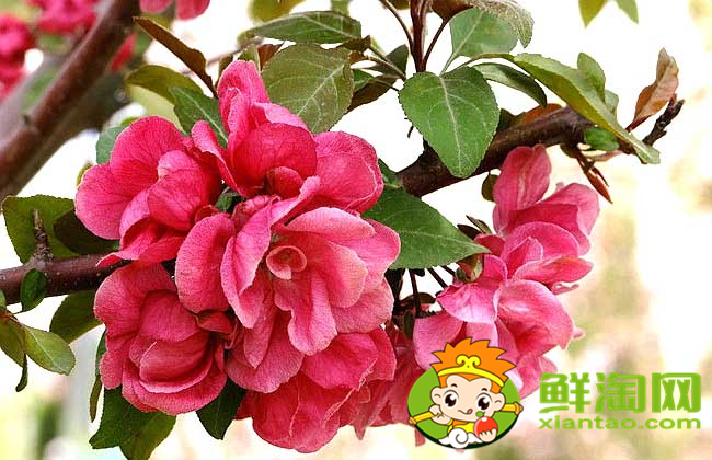 什么品种的北美海棠好看,北美海棠品种介绍图片