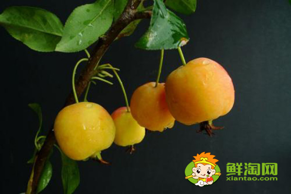 海棠果实可以吃吗,海棠果实类型及其特征