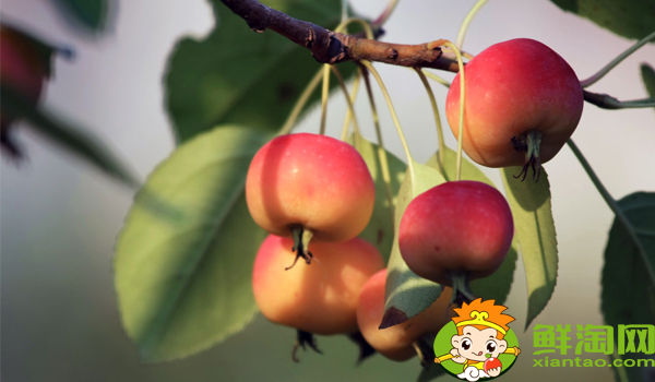 海棠的果实可不可以食用,海棠的果实是什么样子的