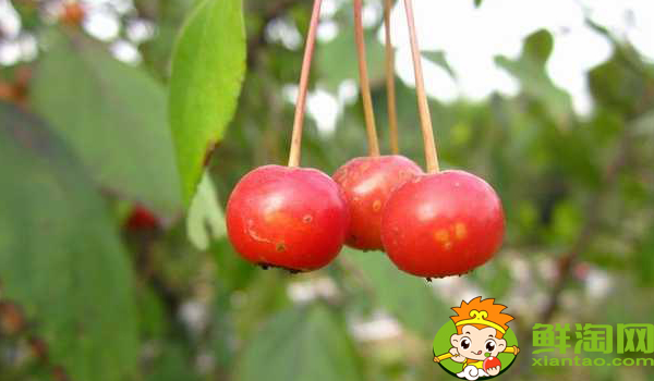海棠的果实可不可以食用,海棠的果实是什么样子的
