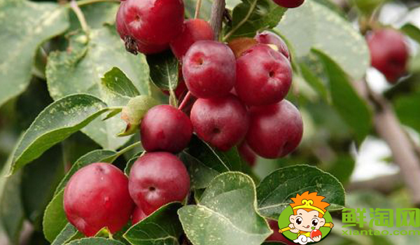 海棠的果实可不可以食用,海棠的果实是什么样子的