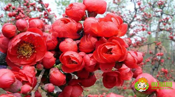 北美海棠红色叶子是什么品种,北美海棠中果子最大的品种