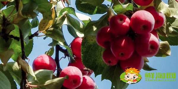 绚丽海棠果实能吃吗,海棠树的果实怎么不一样