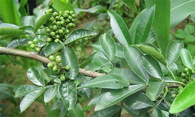 花椒叶什么时候采摘最好,花椒叶怎么存放