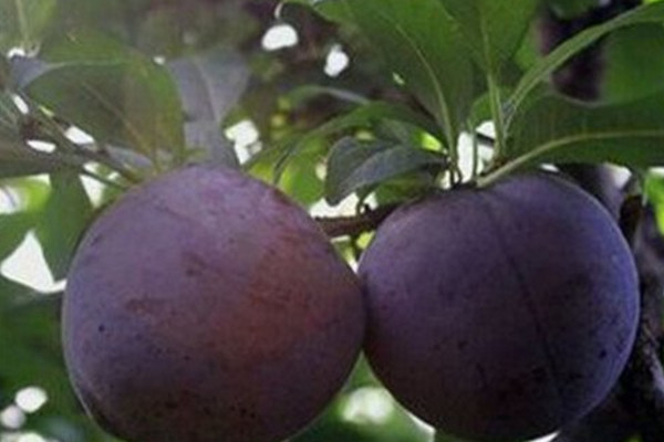 黑布林为什么那么酸,酸的黑布林有毒吗