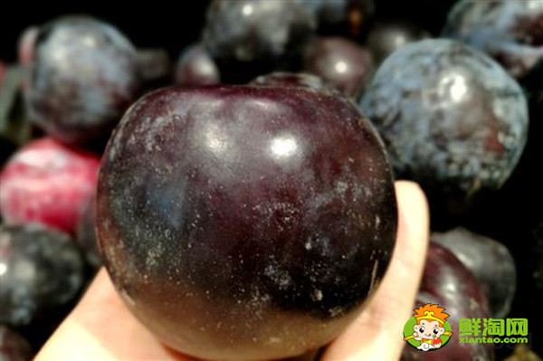 黑布林怎么判断熟不熟,黑布林酸的就是没熟吗