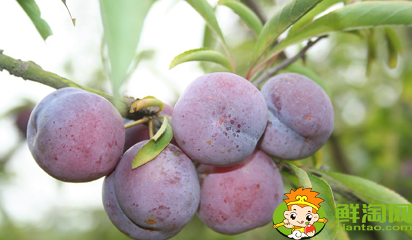 陕西黑布林好吃吗,国产黑布林哪里最好吃