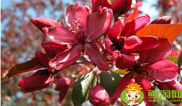 什么品种的北美海棠好看,北美海棠品种介绍图片