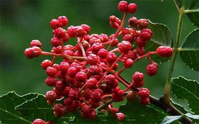 青花椒和大红袍哪种好,大红袍花椒品质有什么特点