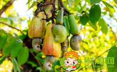 腰果最大的产地是哪里,腰果哪里产的质量最好