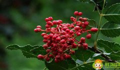 花椒是几月份采摘,花椒不熟摘下来能用吗