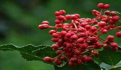 什么是伏椒,甘肃伏椒有什么特点