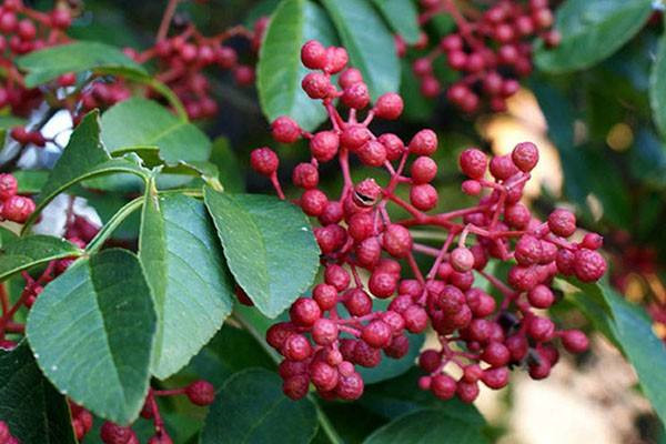 花椒树的刺扎手了有什么危险,花椒刺有什么毒性