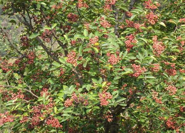 野花椒什么时候采摘,野生花椒怎么处理