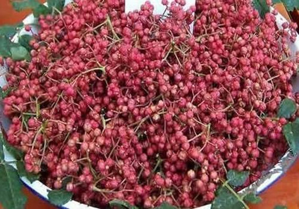 伏椒是属于哪个品种,伏椒刺为什么那么多