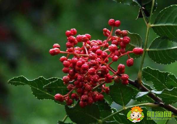 花椒叶有刺吗,无刺花椒和有刺花椒那个产量高