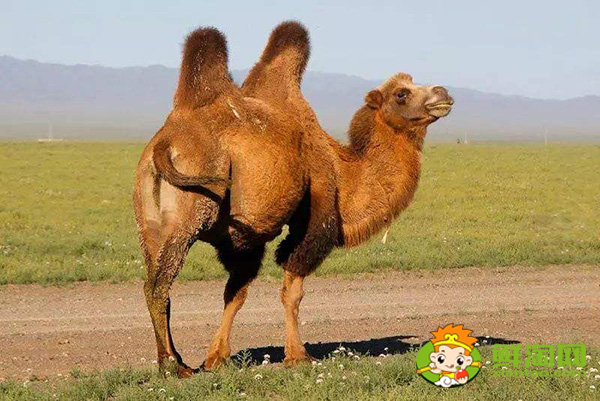 什么品种的骆驼最奶多,产奶多的骆驼品种