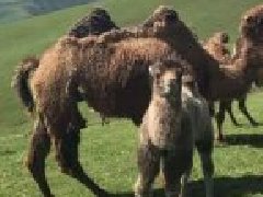 驼奶粉哪国的好，驼奶粉哪个国家的比较好