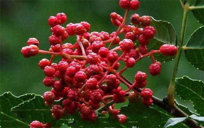 大红袍花椒麻不麻,大红袍花椒和花椒区别